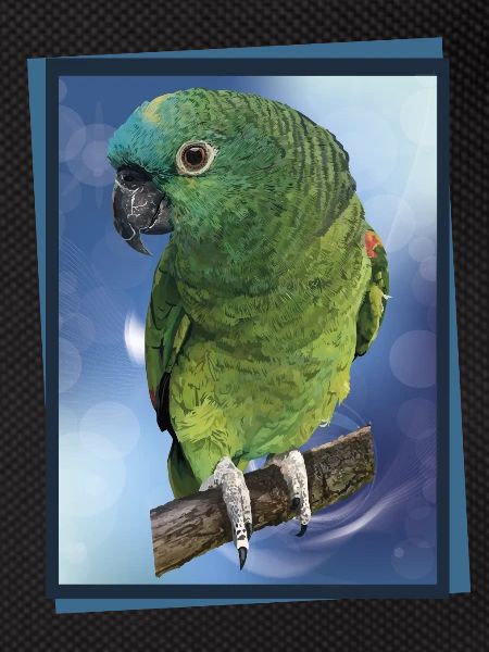 The blue-fronted amazon