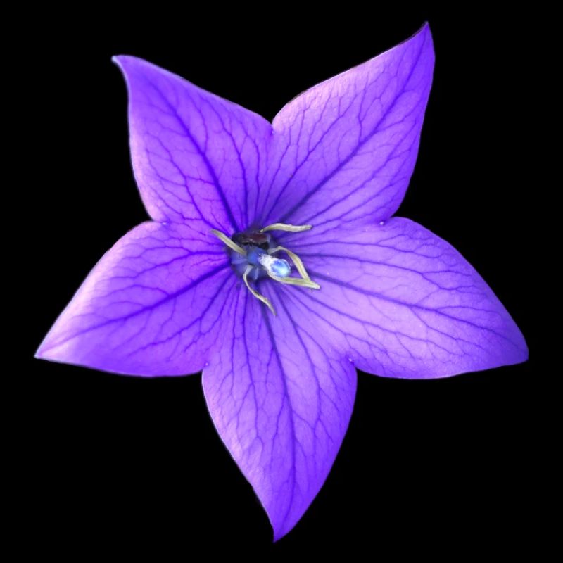 lila Blume