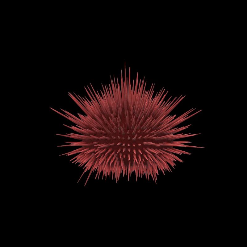 Seeigel