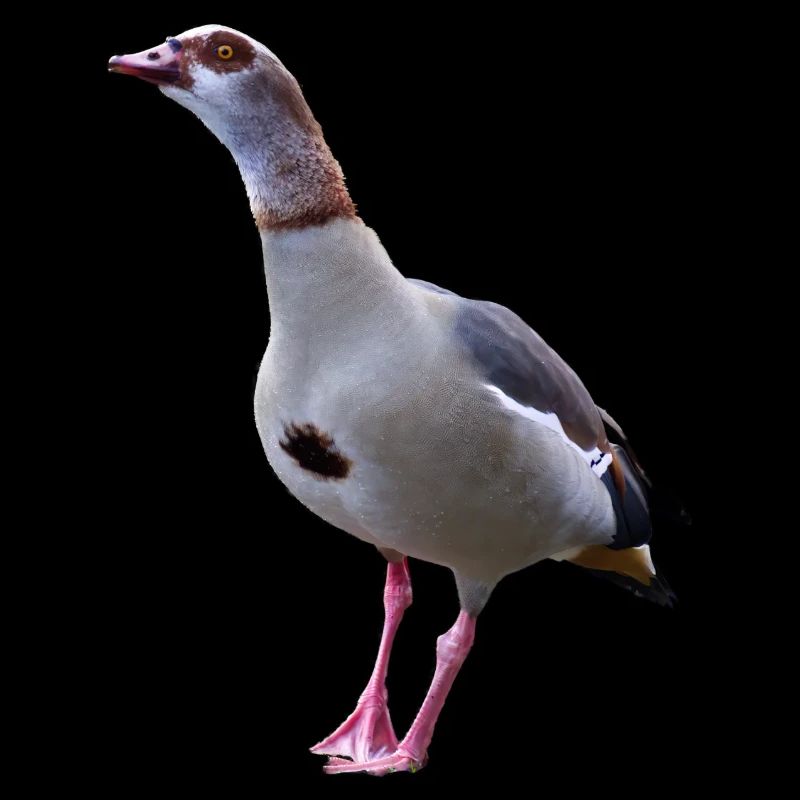 Goose goose geese
