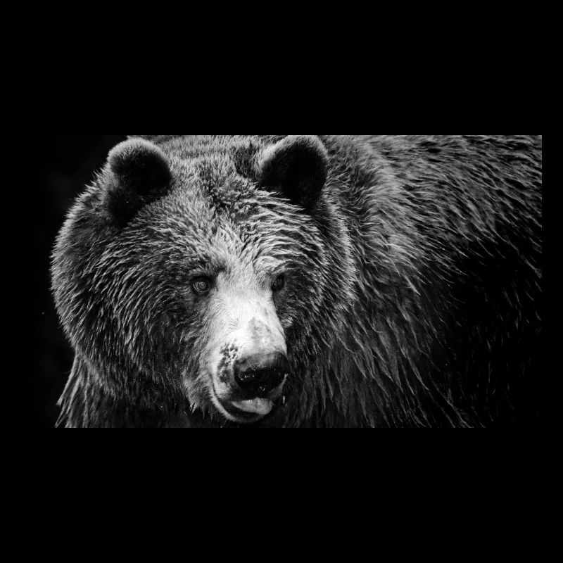 Encounter with Black Bear / Brown Bear / Grizzly