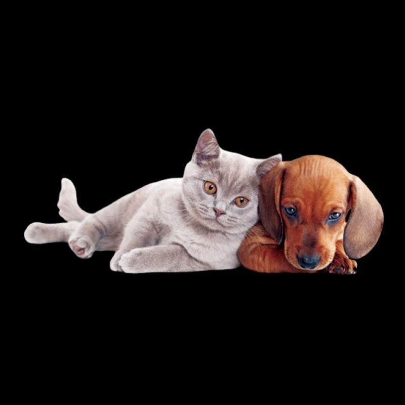 Amour chien et chat câlin