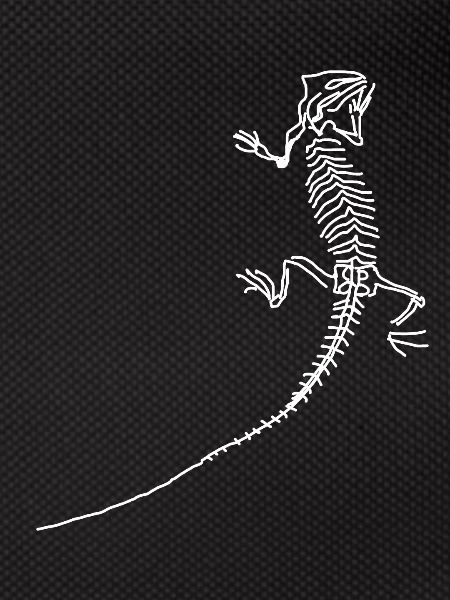 Dinosaurs, fossils, paleontologist,