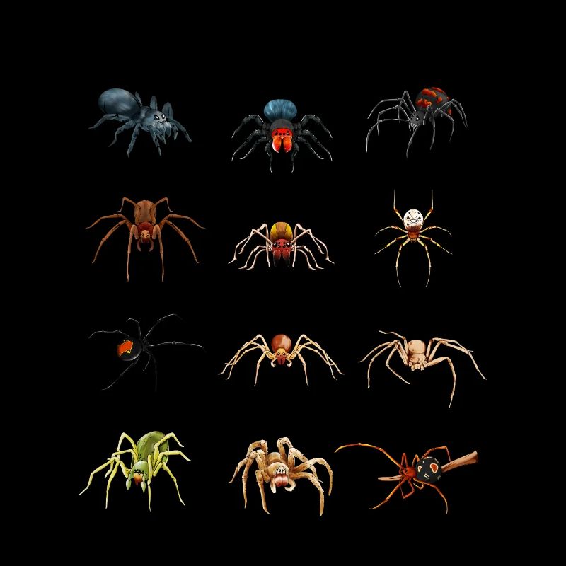 Araignées dans le monde - Araignées