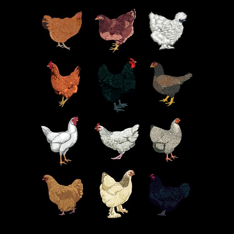 Assorted Chickens - Chicken Breeds