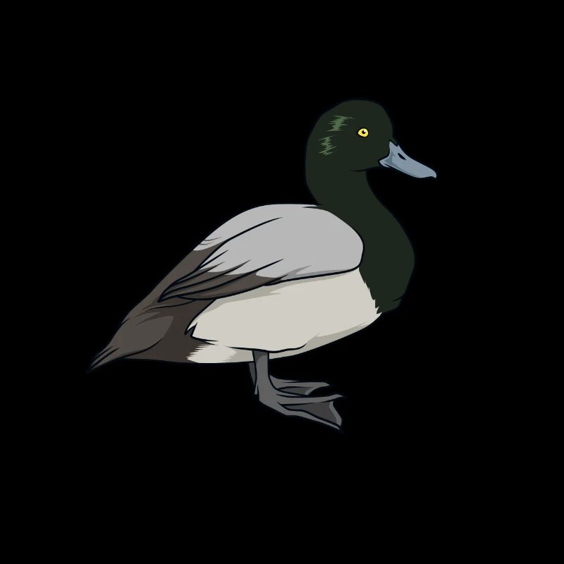 Drawing of a mountain duck