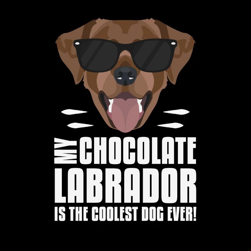 Mein Schoko Labrador, Lab ist der Coolste