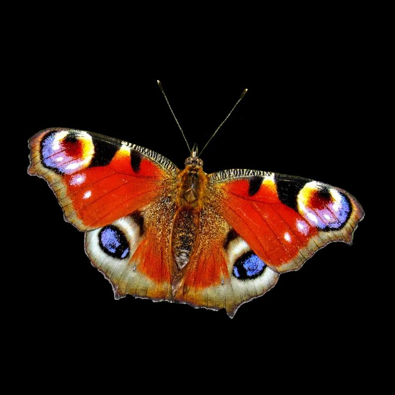 Papillon Papillon Paon