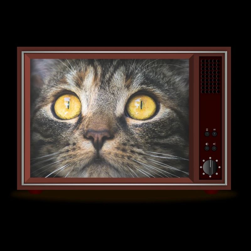 Chat à la télévision
