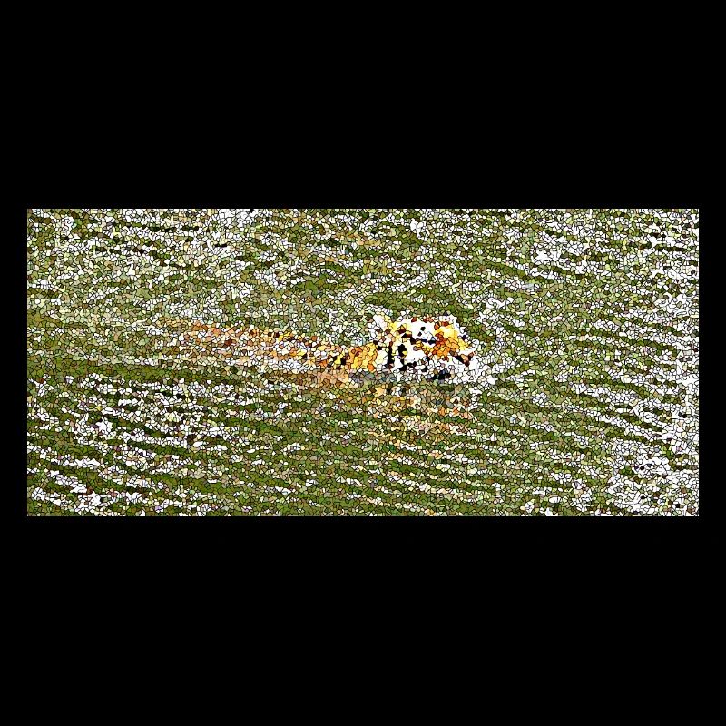 Le bain d'été du tigre