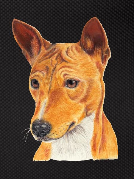 Basenji
