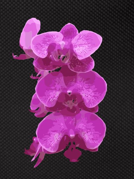 rose orchidée fleurs