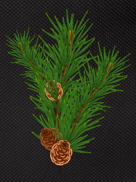 Pine branch
