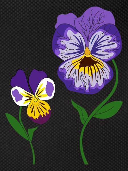 violet flower