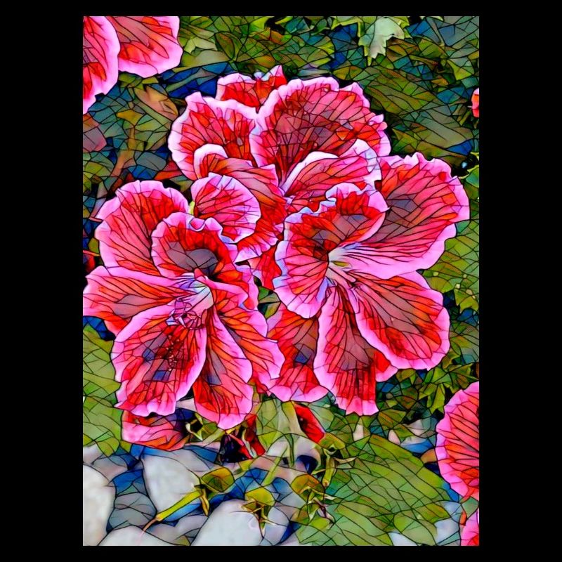Geraniums No. 4