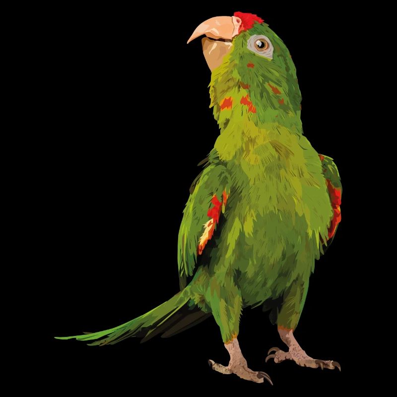 Perruche à front rouge