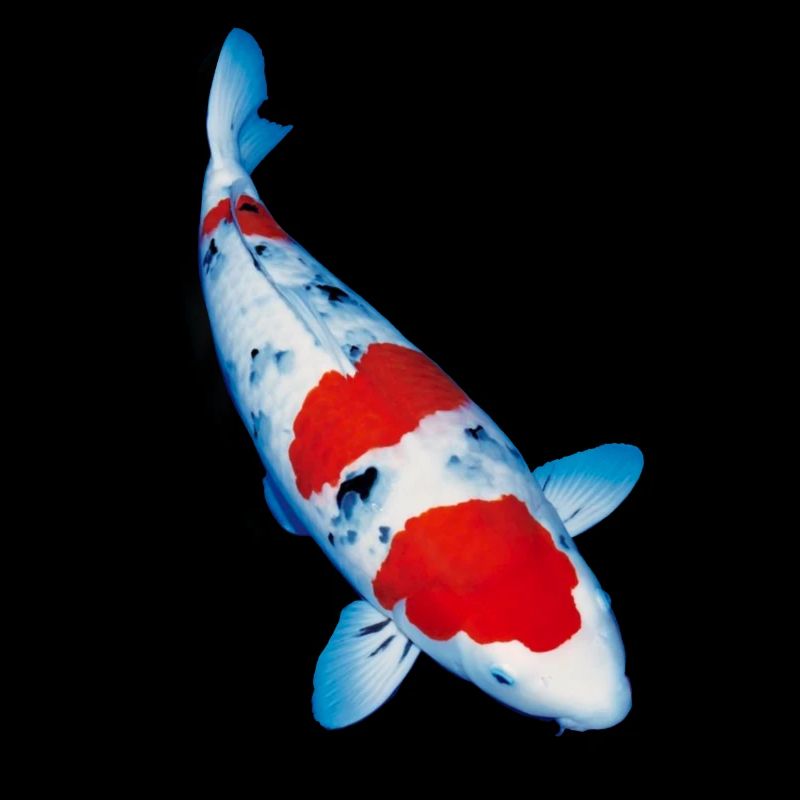 Koi