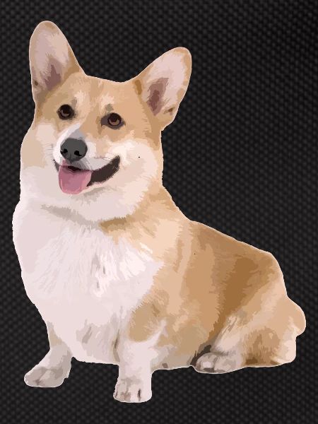 Corgi