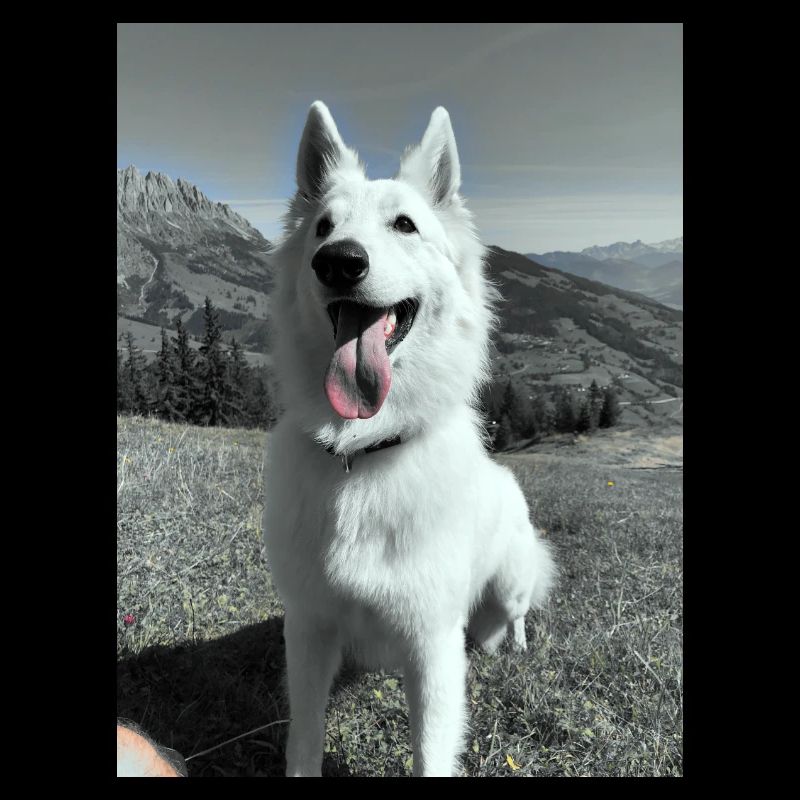 Weißer Schäferhund