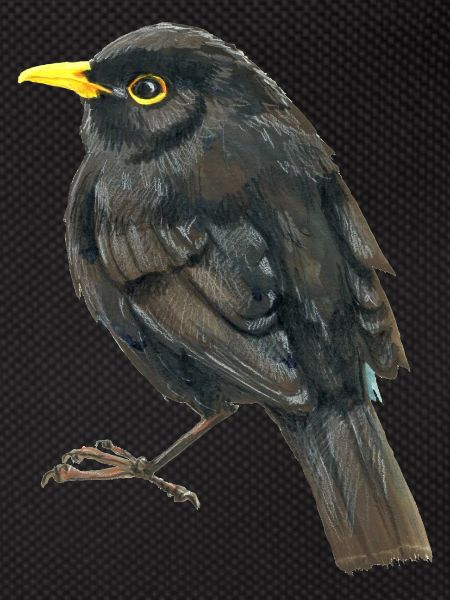blackbird