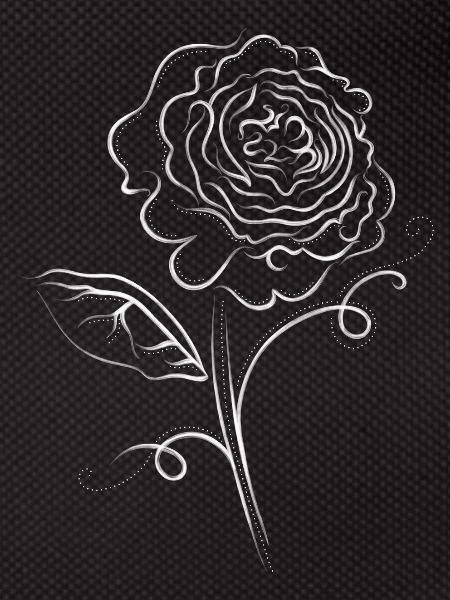 Rose flower white elegant