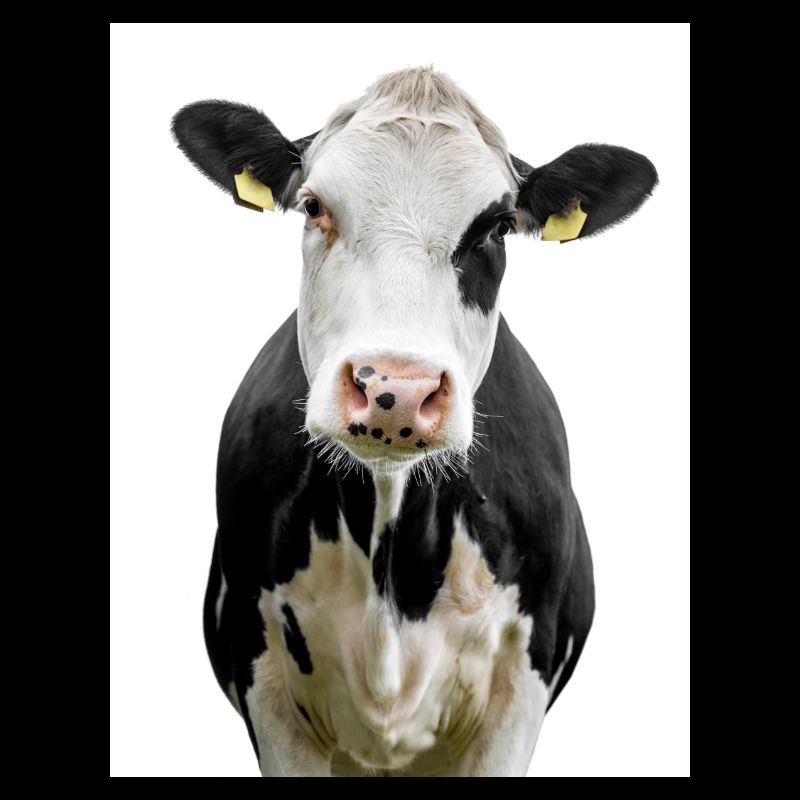 Vache. Vache. Koe. co. vaca. Ku. lehmä. Vache
