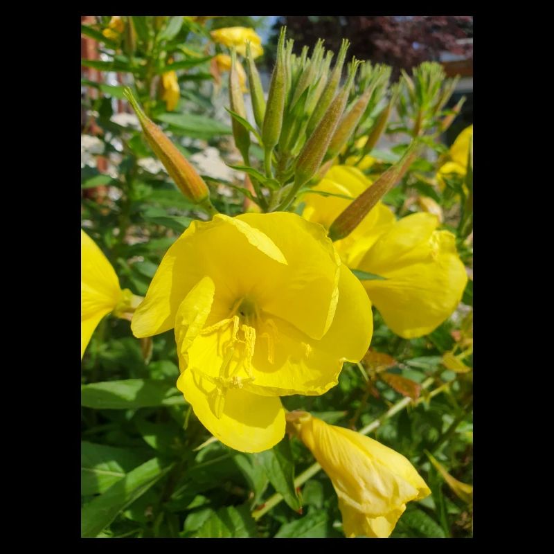 common evening primrose Oenothera biennis