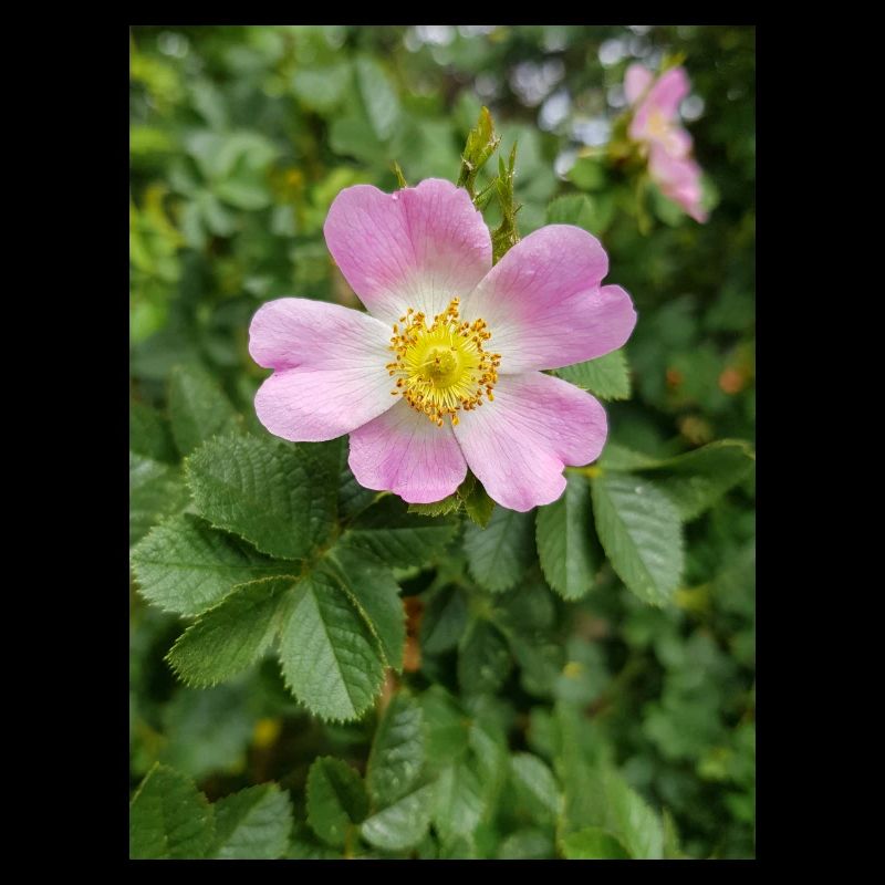 sweet briar also eglantine rose Weinrose