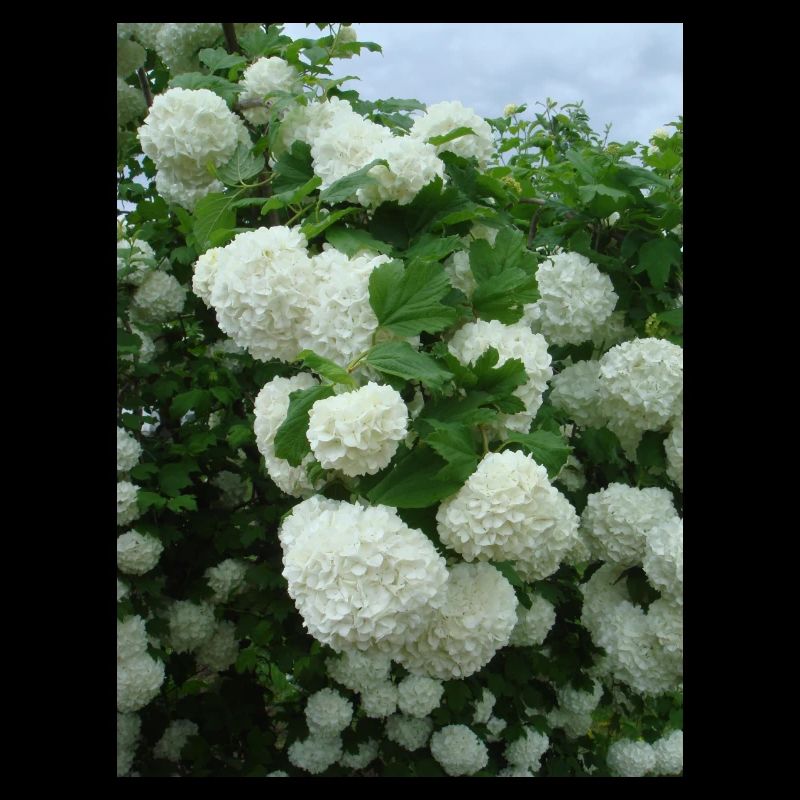 Snowball branches white - Spring