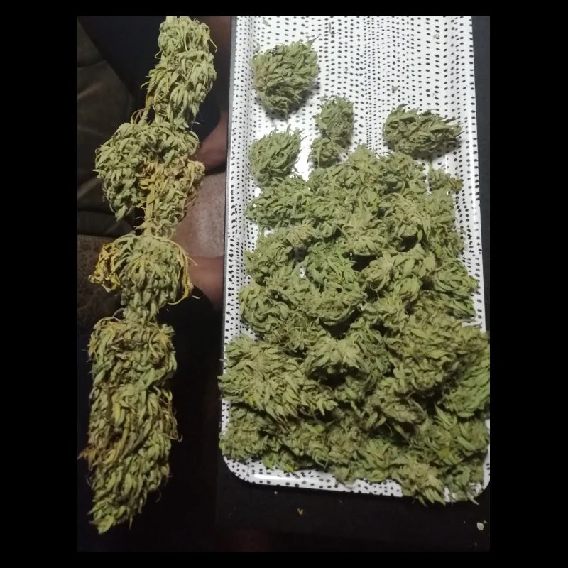 Tetrahydrocannabinol