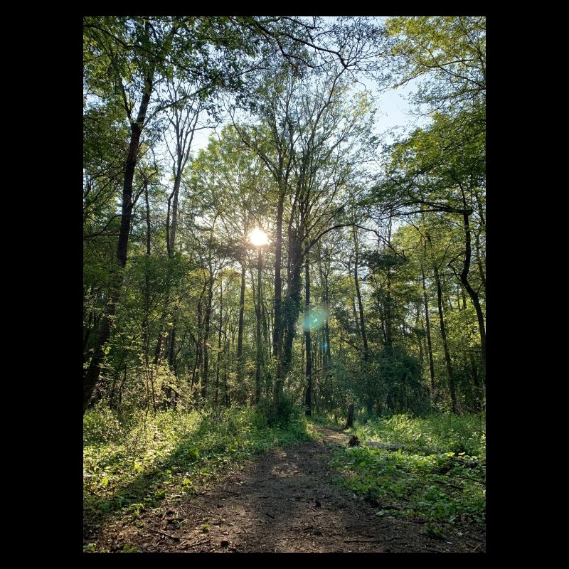 Waldweg