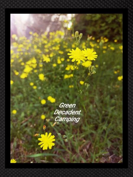 Green Decadent Camping