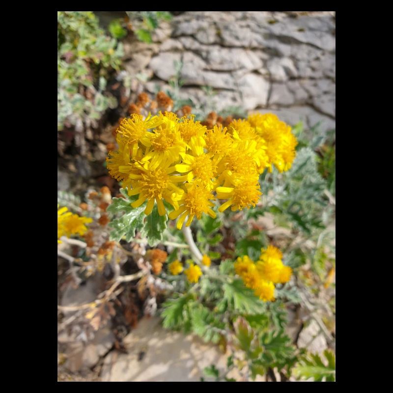 Jacobaea maritima aussi séneçon argenté Greiskraut
