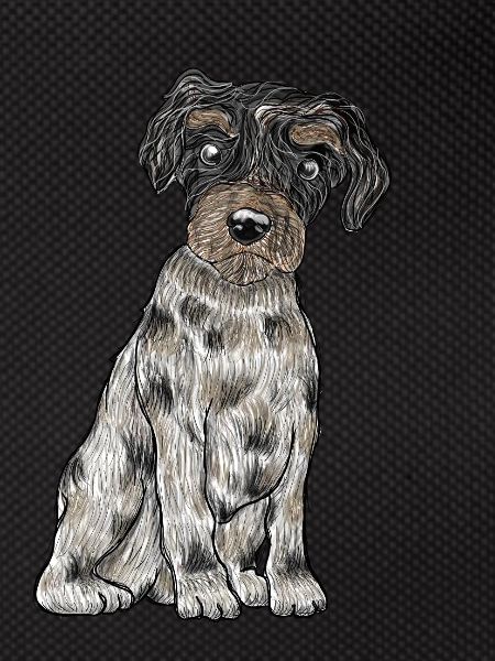 Yorkshire Biewer Terrier
