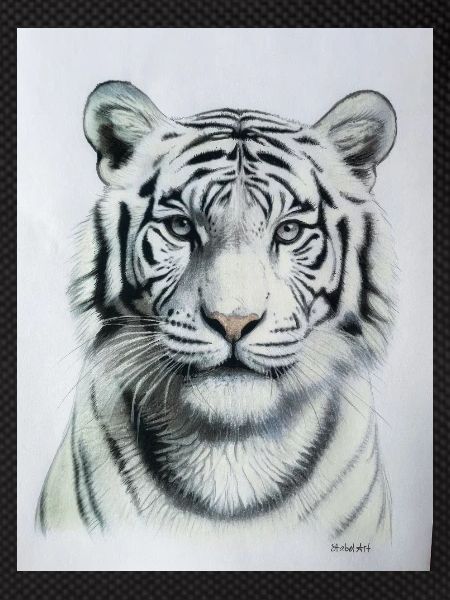 White Tiger - Weisser Tiger