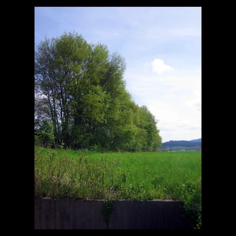 Trees
