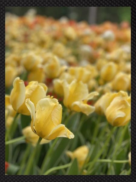 Tulpenmeer gelb