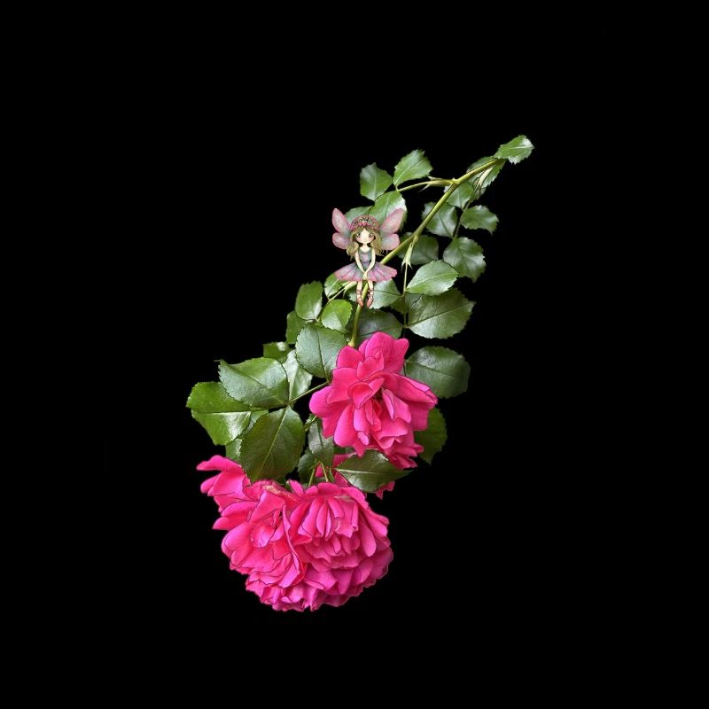 Rosenelfe