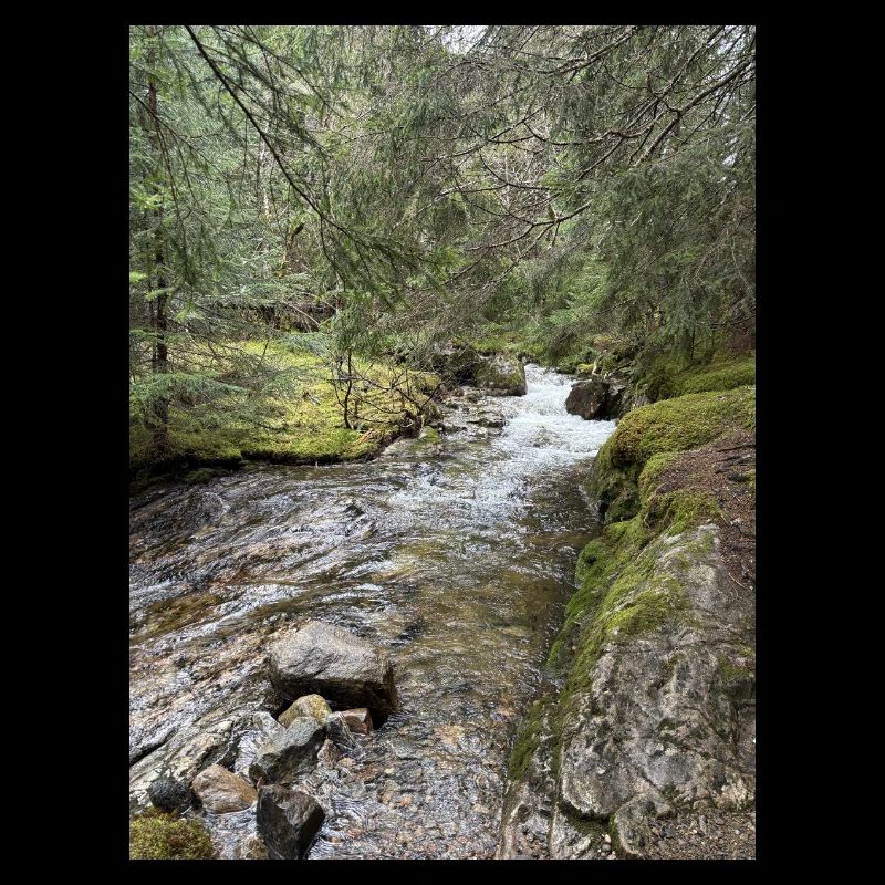 Stillleben im Wald mit Fluss