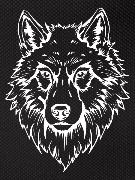 weißer Wolf Gesicht Kopf