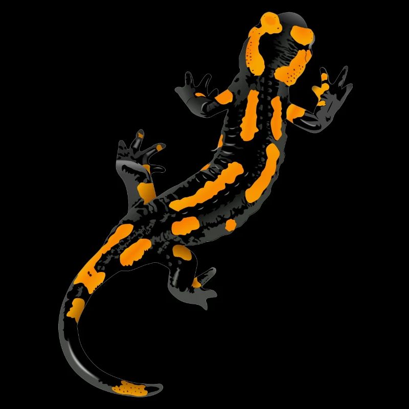 Salamander - Feuersalamander