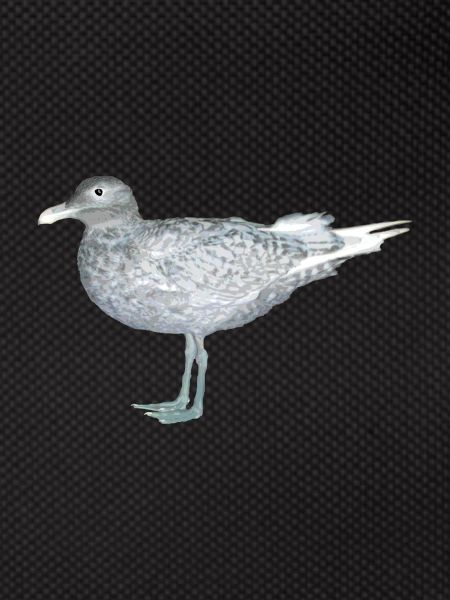 seagull