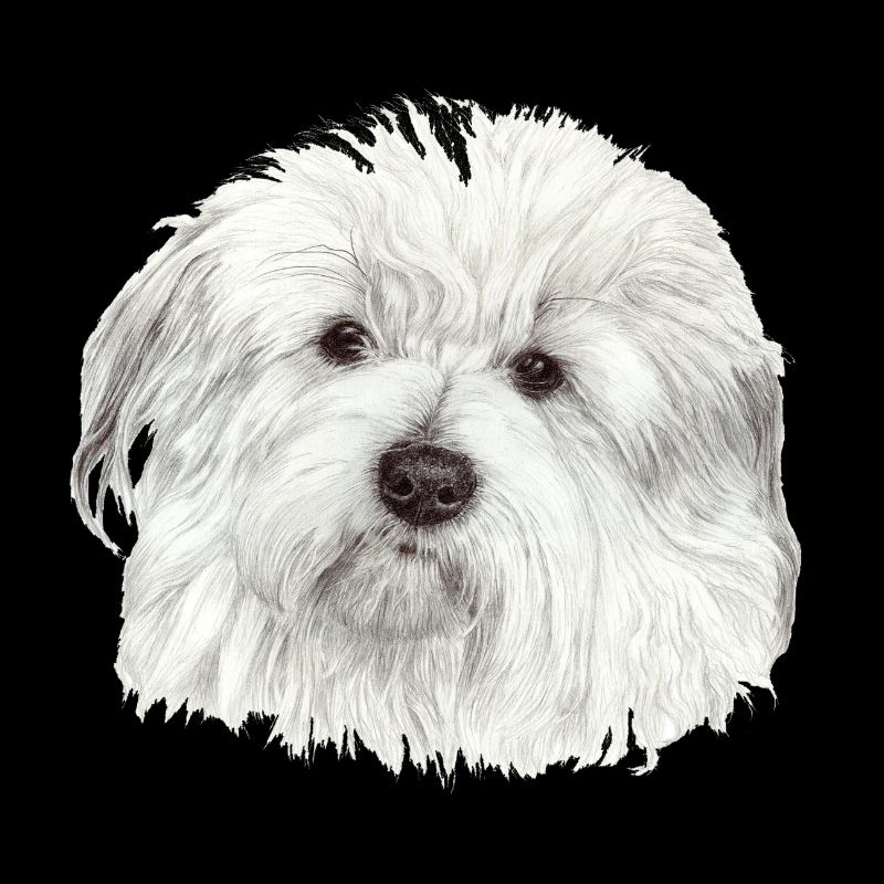 Coton-de-Tuléar