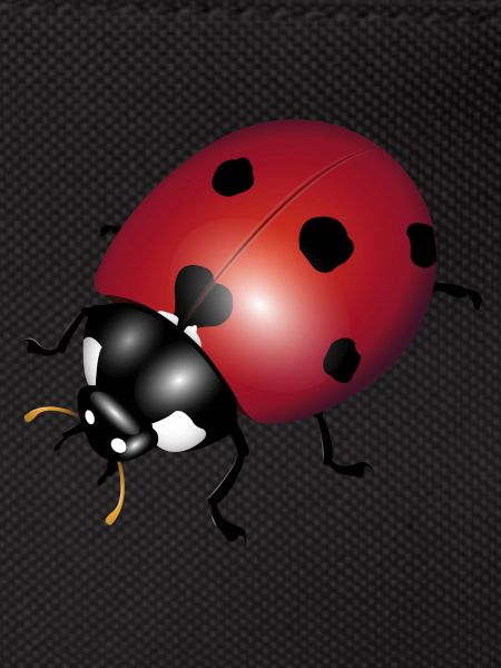 ladybugs