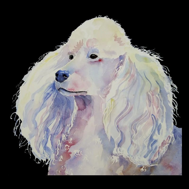 caniche blanc standard