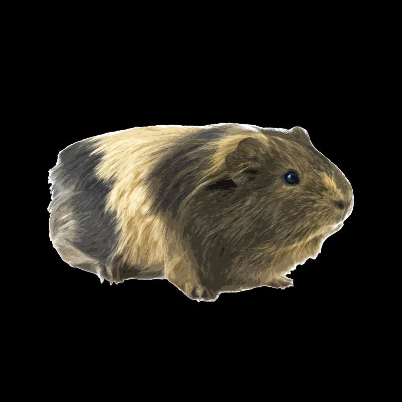 Cochon d'Inde