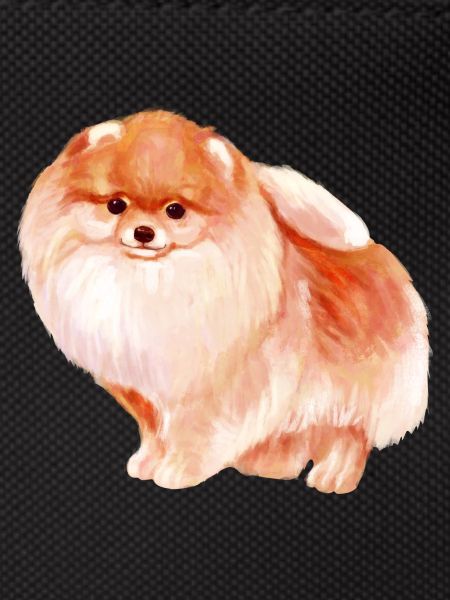 Pomeranian