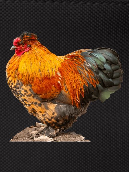 Hen