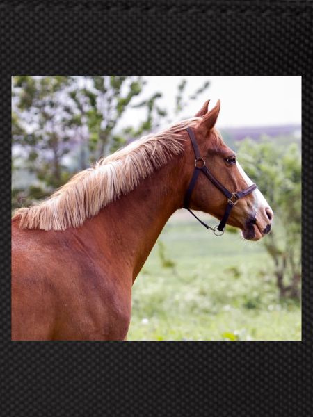 Cheval. Cheval.