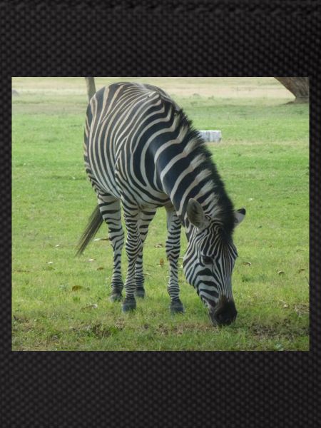 Close up of Zebra